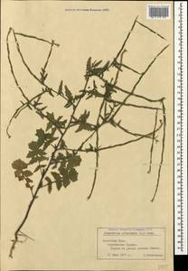 Sisymbrium officinale (L.) Scop., Crimea (KRYM) (Russia)
