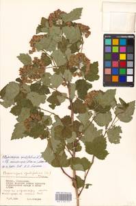 Physocarpus amurensis × opulifolius, Eastern Europe, Moscow region (E4a) (Russia)