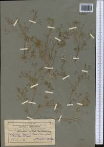 Psammogeton capillifolium (Regel & Schmalh.) Mousavi, Mozaff. & Zarre, Middle Asia, Pamir & Pamiro-Alai (M2)