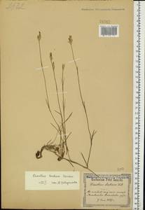 Dianthus borbasii, Eastern Europe, North Ukrainian region (E11) (Ukraine)
