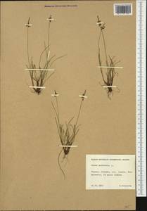 Carex pulicaris L., Western Europe (EUR) (Finland)