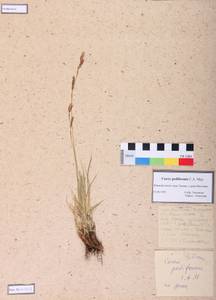 Carex pediformis C.A.Mey., Siberia, Central Siberia (S3) (Russia)