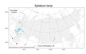 Epilobium lamyi F. W. Schultz, Atlas of the Russian Flora (FLORUS) (Russia)