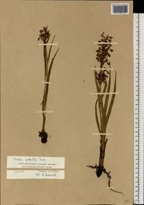 Anacamptis palustris (Jacq.) R.M.Bateman, Pridgeon & M.W.Chase, Eastern Europe, Lower Volga region (E9) (Russia)