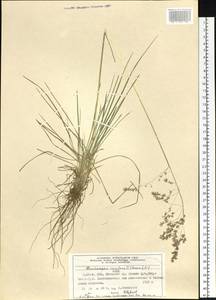 Deschampsia cespitosa (L.) P.Beauv., Siberia, Altai & Sayany Mountains (S2) (Russia)