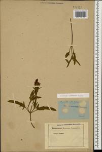 Prunella laciniata (L.) L., Caucasus (no precise locality) (K0)