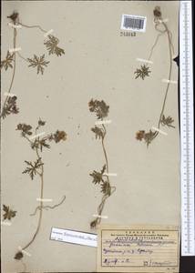 Geranium linearilobum DC. in Lam. & DC., Middle Asia, Western Tian Shan & Karatau (M3) (Kazakhstan)
