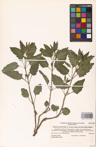 MHA 0 155 693, Nepeta ucranica subsp. parviflora (M.Bieb.) M.Masclans de Bolos, Eastern Europe, Lower Volga region (E9) (Russia)