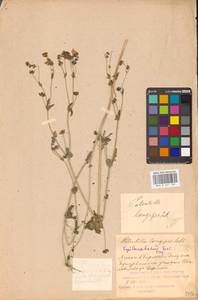 Potentilla longipes Ledeb., Eastern Europe, Middle Volga region (E8) (Russia)