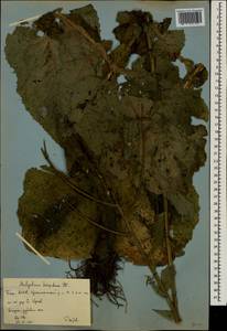 Lactuca macrophylla subsp. uralensis (Rouy) N. Kilian & Greuter, Eastern Europe, Eastern region (E10) (Russia)