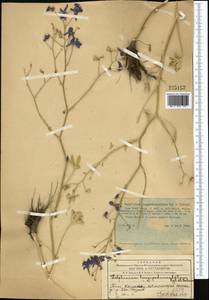 Delphinium longipedunculatum Regel & Schmalh., Middle Asia, Western Tian Shan & Karatau (M3) (Kazakhstan)