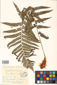 Dryopteris filix-mas (L.) Schott, Eastern Europe, Moscow region (E4a) (Russia)