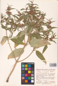 MHA 0 154 149, Phlomis herba-venti subsp. pungens (Willd.) Maire ex DeFilipps, Eastern Europe, Lower Volga region (E9) (Russia)
