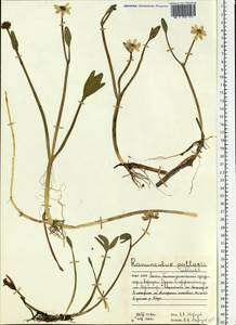 Coptidium pallasii (Schltdl.) A. & D. Löve, Eastern Europe, Northern region (E1) (Russia)