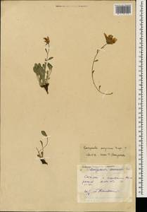 Campanula saxifraga subsp. meyeriana (Rupr.) Ogan., Caucasus, Dagestan (K2) (Russia)
