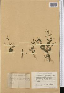 Lindernia procumbens (Krock.) Borbás, Western Europe (EUR) (Bulgaria)