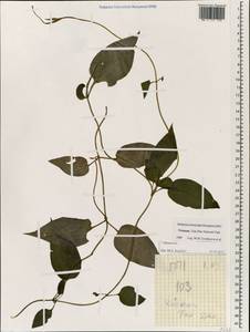 Dioscorea, South Asia, South Asia (Asia outside ex-Soviet states and Mongolia) (ASIA) (Vietnam)