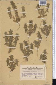 Hypogomphia turkestana Bunge, Middle Asia, Western Tian Shan & Karatau (M3) (Kazakhstan)