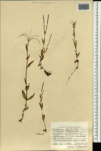 Epilobium palustre L., Mongolia (MONG) (Mongolia)