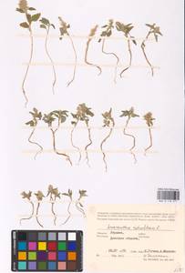 Amaranthus retroflexus L., Eastern Europe, South Ukrainian region (E12) (Ukraine)