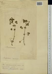 Trifolium aureum Pollich, Eastern Europe, Estonia (E2c) (Estonia)