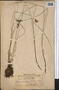 Carex disticha Huds., Middle Asia, Caspian Ustyurt & Northern Aralia (M8) (Kazakhstan)
