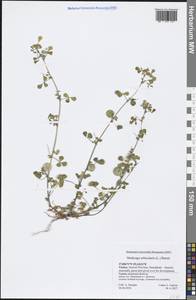 Medicago orbicularis (L.) Bartal., South Asia, South Asia (Asia outside ex-Soviet states and Mongolia) (ASIA) (Turkey)