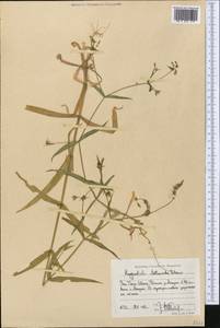 Lepyrodiclis stellarioides Schrenk ex Fisch. & C. A. Mey., Middle Asia, Western Tian Shan & Karatau (M3) (Uzbekistan)