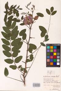 Robinia viscosa Michx. ex Vent., Eastern Europe, Lower Volga region (E9) (Russia)