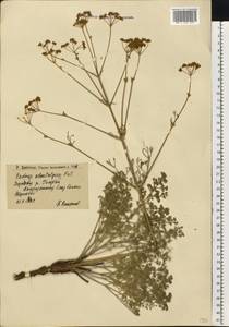 Prangos odontalgica (Pall.) Herrnst. & Heyn, Eastern Europe, Lower Volga region (E9) (Russia)