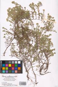 MHA 0 157 285, Thymus pallasianus Heinr.Braun, Eastern Europe, Lower Volga region (E9) (Russia)