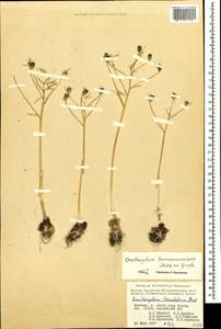 Ornithogalum transcaucasicum Miscz. ex Grossh., Caucasus, Armenia (K5) (Armenia)