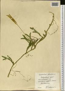 Lycopodium clavatum L., Siberia, Russian Far East (S6) (Russia)