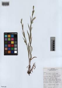 KUZ 004 417, Dianthus chinensis, Siberia, Altai & Sayany Mountains (S2) (Russia)