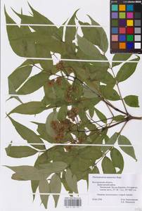 Phellodendron amurense Rupr., Eastern Europe, Central forest-and-steppe region (E6) (Russia)