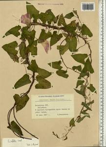 Calystegia sepium subsp. americana (Sims) Brummitt, Eastern Europe, Latvia (E2b) (Latvia)