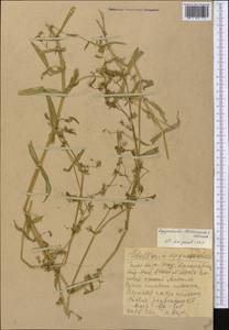 Lepyrodiclis stellarioides Schrenk ex Fisch. & C. A. Mey., Middle Asia, Western Tian Shan & Karatau (M3) (Kazakhstan)