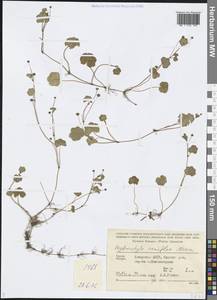 Hydrocotyle ramiflora Maxim., Caucasus, Georgia (K4) (Georgia)