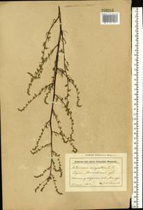 Artemisia campestris L., Eastern Europe, Belarus (E3a) (Belarus)