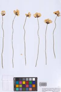 Papaver albiflorum (Elkan) Pacz., Eastern Europe, Lower Volga region (E9) (Russia)