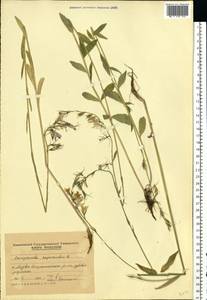 Campanula rapunculus L., Eastern Europe, Moldova (E13a) (Moldova)