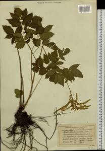 Aruncus dioicus var. kamtschaticus (Maxim.) Hara, Siberia, Chukotka & Kamchatka (S7) (Russia)