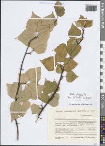 Betula pendula subsp. mandshurica (Regel) Ashburner & McAll., Siberia, Chukotka & Kamchatka (S7) (Russia)