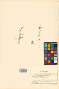 Callitriche palustris subsp. palustris, Siberia, Russian Far East (S6) (Russia)