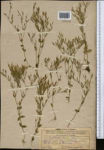 Centaurium pulchellum var. meyeri (Bunge) Omer, Middle Asia, Caspian Ustyurt & Northern Aralia (M8) (Kazakhstan)