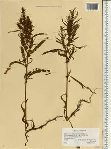 Rumex maritimus L., Eastern Europe, Central forest-and-steppe region (E6) (Russia)