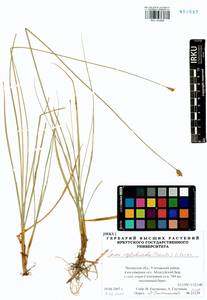 Carex reptabunda (Trautv.) V.I.Krecz., Siberia, Baikal & Transbaikal region (S4) (Russia)