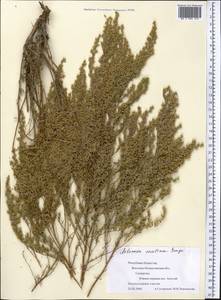 Artemisia oliveriana J. Gay ex DC., Middle Asia, Muyunkumy, Balkhash & Betpak-Dala (M9) (Kazakhstan)