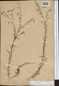 Linum violascens Bunge, Middle Asia, Western Tian Shan & Karatau (M3) (Kazakhstan)