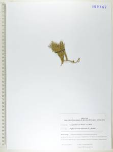 Diphasiastrum alpinum (L.) Holub, Siberia, Russian Far East (S6) (Russia)